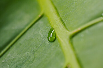 Water drops on the Monstera leaf