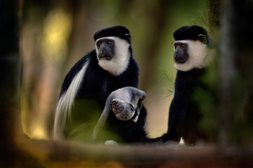Black-and-white colobus monkey from Harenna Forest, Bale Mountains NP, in Ethiopia. Monkey animal from east Africa. Animal with young baby, mother care. 