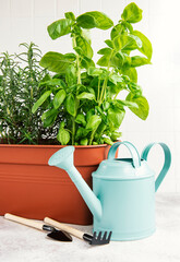 Gardening tools, watering can and herbs plants