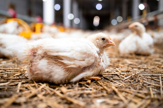 Fast Growing Chicken Lying At Poultry Farm For Industrial Meat Production.