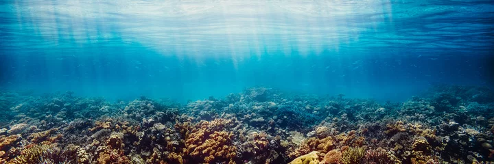 Foto auf Acrylglas Unterwasser-Korallenriff am Roten Meer © vovan