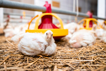 Chicken looking to the camera at poultry farm. © littlewolf1989