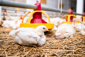 Chicken lying at modern poultry farm and automated feeding system for fast growing. © littlewolf1989