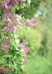 Lilac bushes in front of a green garden