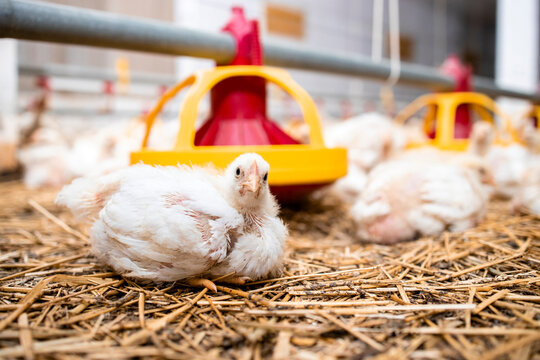 Chicken looking to the camera at poultry farm.