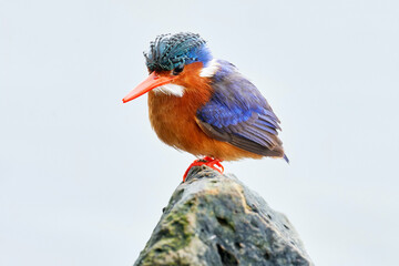 Malachite Kingfisher, detail of exotic African bird. Beautiful colorful animal sitting on the...