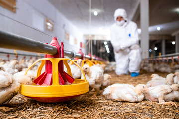 Veterinarian in sterile clothing controlling chicken health at modern poultry farm. - obrazy, fototapety, plakaty