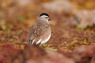 Spot-breasted Lapwing, Vanellus melanocephalus, rare endemic bird from Bale Montains NP in Ethiopia. Plower in the nature habitat, bird behaviour. White grey lapwing with black cap.