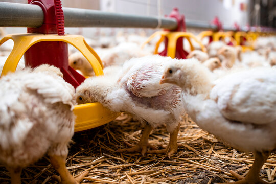 Hungry chickens domestic animals eating food from automated feeding system at poultry farm.