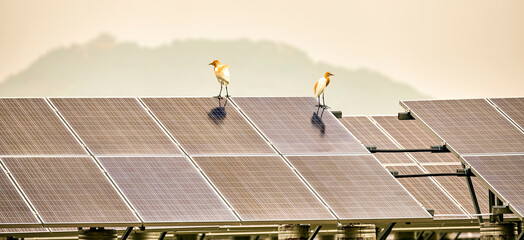 Two sparrows standing on solar photovoltaic panels