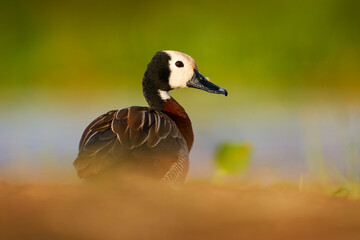 White-faced whistling duck, Dendrocygna viduata, bird in the nature habitat, Lake Awassa in...