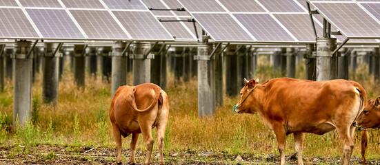 Cattle grazing in the solar photovoltaic area