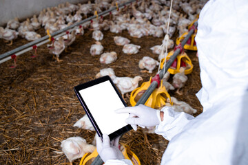 Farmer in sterile clothing holding tablet computer at poultry farm and checking production and food...