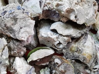 Oyster shells, washed and dried