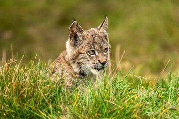 Lynx in green forest with tree trunk. Wildlife scene from nature. Playing Eurasian lynx, animal behaviour in habitat. Wild cat from Germany. Wild Bobcat between the trees
