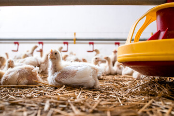 Fast growing chicken lying by the feeder at poultry farm for industrial meat production.
