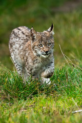 Fototapeta premium Lynx in green forest with tree trunk. Wildlife scene from nature. Playing Eurasian lynx, animal behaviour in habitat. Wild cat from Germany. Wild Bobcat between the trees