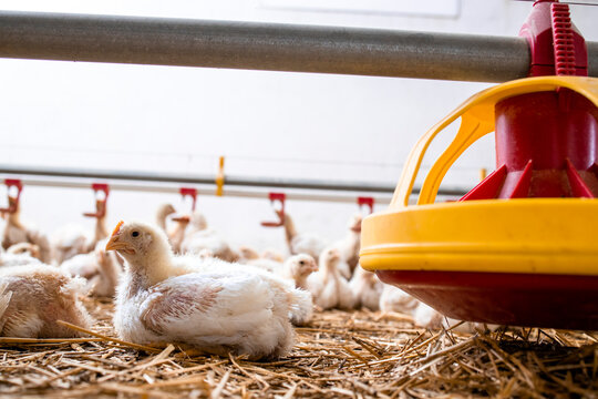 Fast growing chicken lying at poultry farm for industrial meat production.