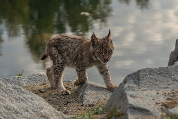 Lynx in green forest with tree trunk. Wildlife scene from nature. Playing Eurasian lynx, animal behaviour in habitat. Wild cat from Germany. Wild Bobcat between the trees