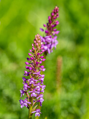 Orchis moucheron (Gymnadenia conopsea) on a blurred background in the Alps