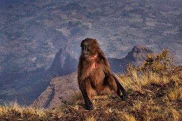 Mountain monkey. Gelada Baboon with open mouth with teeth. CLose-up wide portrait Simien mountains NP, gelada monkey, Ethiopia. Cute animal from Africa. Cute endemic mammal in the nature habitat.