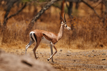 Soemmerring's gazelle, Nanger soemmerringii, in the nature habitat, Abijata-Shalla Lakes NP, Ethiopia in Africa. Sunny day with beautifull wild animial, antelope runining. Abyssinian mohr, dry forest.