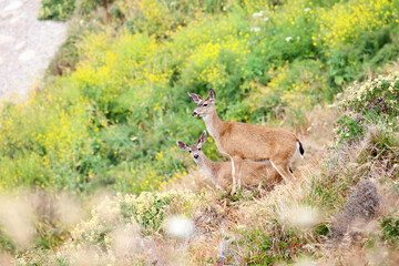 Deer on the Mountain 