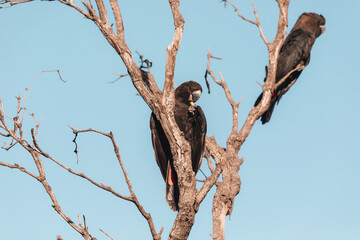 A bird perched on a tree branch