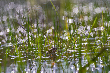 European green toad, Bufotes viridis, big frog in the nature habitat, Bile Kaprpaty, Czech Republic. Widlife nature in Europe. Amphibian in the water vegetation.