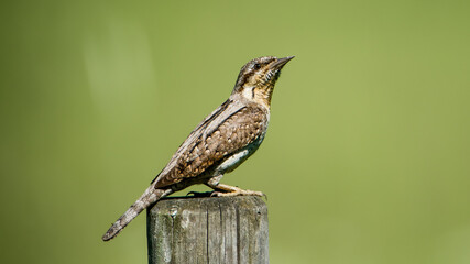 Fototapeta premium Eurasian Wryneck, the ant hunter