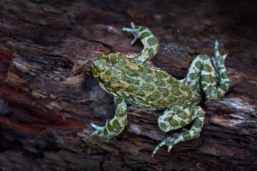 European green toad, Bufotes viridis, big frog in the nature habitat, Bile Kaprpaty, Czech Republic. Widlife nature in Europe. Amphibian in the water vegetation.