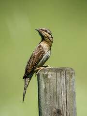 Eurasian Wryneck the ant hunter turning around