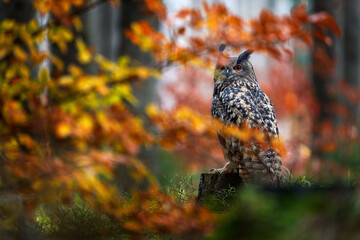 Autumn wildlife. Eurasian Eagle Owl, Bubo Bubo, sitting tree trunk, wildlife fall photo in the wood with orange autumn colours, Germany.