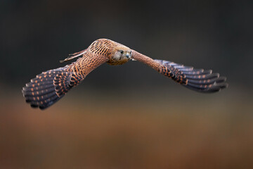 Kestrel flight. Common Kestrel, Falco tinnunculus, little flying bird of prey, Germany. Bird on the...