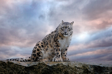 Snow leopard with long taill, sitting in nature stone rocky mountain habitat, Spiti Valley, Himalayas in India. Snow leopard Panthera uncia in the rock habitat, wildlife nature. Close-up wide angle. - obrazy, fototapety, plakaty