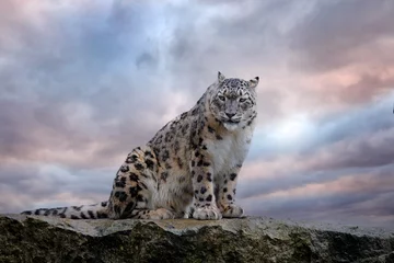 Fotobehang Luipaard Snow leopard with long taill, sitting in nature stone rocky mountain habitat, Spiti Valley, Himalayas in India. Snow leopard Panthera uncia in the rock habitat, wildlife nature. Close-up wide angle.  © ondrejprosicky