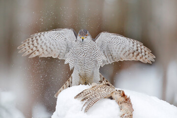 Bird of prey Goshawk with killed pheasant in the grass in green forest. Wildlife scene from nature, Germany. Winter wildlife, bird of prey with catch in snow. Animal behaviour in the forest.