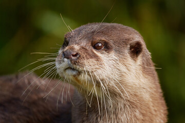 Otter portrait. Eurasian otter, Lutra lutra, detail portrait of water animal in the nature habitat,...