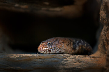 Cunningham's spiny-tailed skink , Egernia cunninghami, in the dark nest hole. Lizard from southeatern Australia in the nature habitat. Detail close-up portrait of skink. Wildlife nature.
