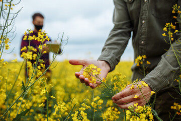 A farmer checks the flowering rapeseed plants, an agronomist in the background with a tablet enters...