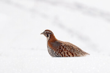 Tibetan Partridge, Perdix hodgsoniae, bird sitting in the snow and rock in the winter mountain. Partridge in the stone habitat, Ladakh, Hemis NP, India. Birds in the Himalayas rocky mountain with sun.