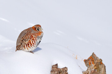 Tibetan Partridge, Perdix hodgsoniae, bird sitting in the snow and rock in the winter mountain. Partridge in the stone habitat, Ladakh, Hemis NP, India. Birds in the Himalayas rocky mountain with sun.