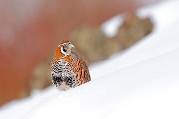 Tibetan Partridge, Perdix hodgsoniae, bird sitting in the snow and rock in the winter mountain. Partridge in the stone habitat, Ladakh, Hemis NP, India. Birds in the Himalayas rocky mountain with sun.