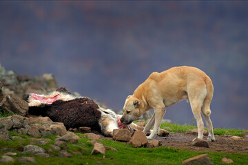 Kangal Dog, originated in Balkan as a mountain livestock guardian dog. Big dog with carcass of...