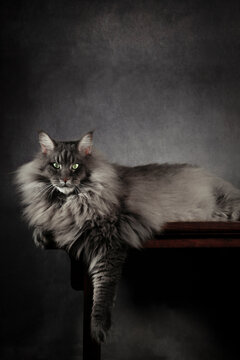 Adult silver blue Maine Coon cat looking at camera on a wood table with a grey background