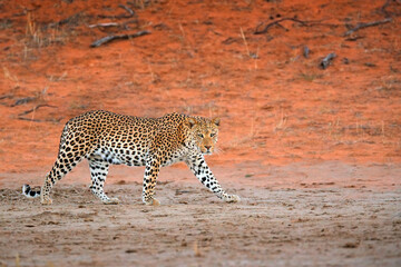 Leopard, Panthera pardus, walking in the red orange sand. Africa leopard in Kgalagadi desert in Botswana. Art wildlife nature, cat in wilderness. Wild spotted cat in the wild. - obrazy, fototapety, plakaty