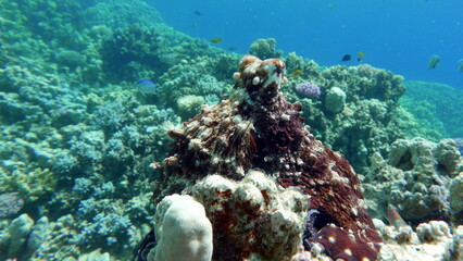 Octopus. Big Blue Octopus on the Red Sea Reefs.