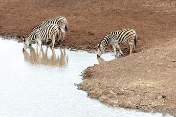 Zebra herd of three drinking at the waterhole in Africa
