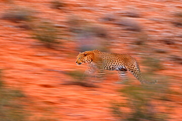 Artistic photo of African leopard, Panthera pardus, expressing movement by camera panning...