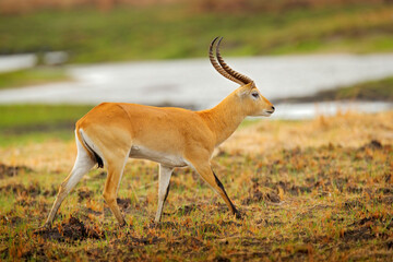 Lechwe, Kobus leche, antelope in the golden grass wetlands with water. Lechve running in the river water, Okavango delta, Botswana in Africa. Wildlife scene from nature.